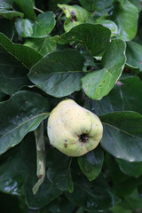 Wall Mural - Cydonia oblonga tree also called Quince tree with green fruits