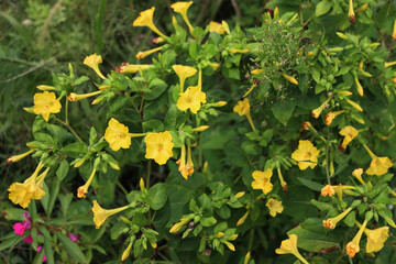 Wall Mural - Mirabilis jalapa plant in bloom with beautiful yellow flowers in the garden on summer