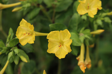 Wall Mural - Close-up of Mirabilis jalapa beautiful yellow flowers in the flowerbed on summer