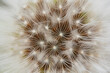 © ADDICTIVE STOCK - Macro shot of a dandelion seed head in detail