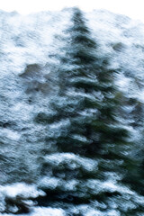 Blurred Artistic View of Snow-Covered Pine Tree in Winter Forest