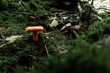 © ADDICTIVE STOCK - Vibrant mushroom amidst the lush forest floor