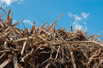 mountain of tree branches and roots against blue sky