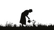 © john - silhouette of older woman using a watering can to water flowers, silhouette, black on white, white background
