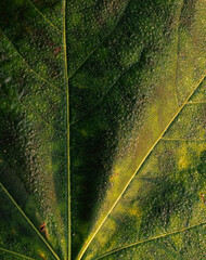 green leaf background