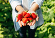 © Artem Varnitsin - Close-up of an unrecognizable woman holding a strawberry in her hands outdoors