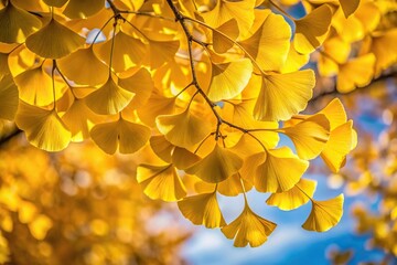 Autumn foliage in yellow colors of ginkgo biloba tree from a bird's eye view