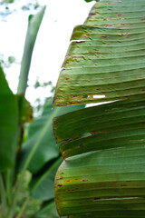 Wall Mural - Banan tree leaf