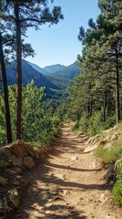 Wall Mural - Rocky mountain trail surrounded by tall pines