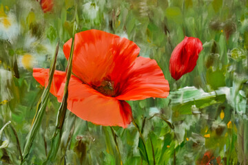 Coquelicot rouge 