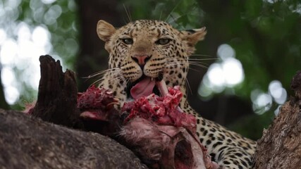 Wall Mural - a young male leopard eating the flesh of a bone close-up