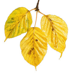 Wall Mural - Yellowing Plum Aralia Leaves With Flooding Concept. Isolated on a Transparent Background. Cutout PNG.