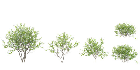 3d rendering buttonbush trees on transparent background