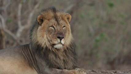 Wall Mural -  a zooming in on a male lion at eye level