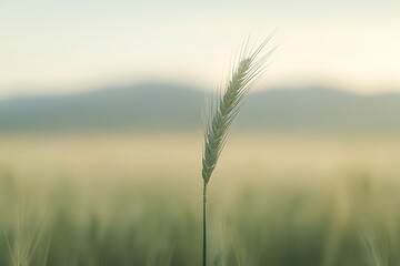 Sticker - wheat field in the morning