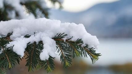 Canvas Print - Snow-Covered Pine Branch in Winter Landscape