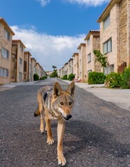 A wolf sneaking around houses of a residential area