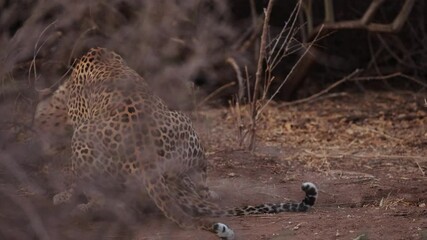 Wall Mural -  a mating pair of leopards