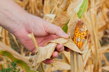 A farmer inspects a dried, partially harvested corn cob indicating crop problems during harvest season in an agricultural field