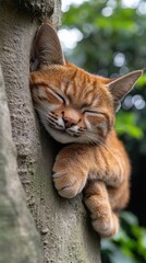 Canvas Print - Sleeping Cat.