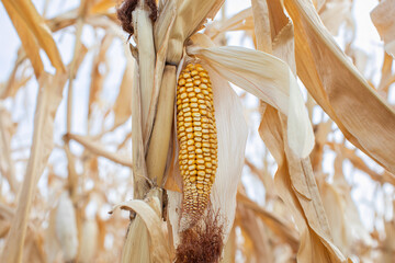 Close-up of ripe corn on the cob in a dry field during autumn harvest season, symbolizing agriculture and Thanksgiving