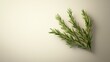 © Gentle Bunny - Single rosemary sprig on light background
