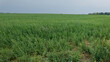 © fotoworld - Expansive green soybean field under cloudy sky symbolizing agricultural growth and farming sustainability