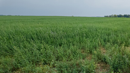 Expansive green soybean field under cloudy sky symbolizing agricultural growth and farming sustainability