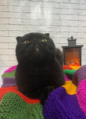 Cute scottish lovely sweet nice cat indoor rest relax on the blanket near the fire light 