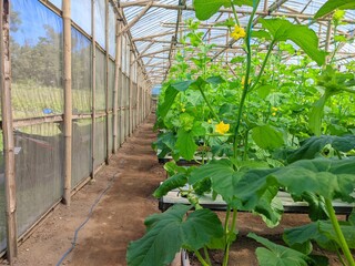 melon plants growing in a greenhouse hydroponic melon farm