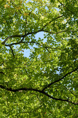 Green leaves and foliage on a tree in a forest, backlit on a sunny day