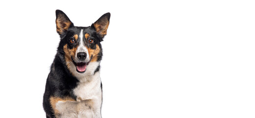 Canvas Print - Head shot of a Border Collie sitting and panting with its tongue out mouth open, isolated on white