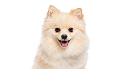 Wall Mural - Head shot of Happy pomeranian dog panting on white background