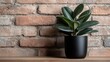 ©  lukaPixMedia - An indoor plant in a stylish black pot sits on a wooden surface, with a backdrop of rustic red bricks, adding a touch of nature to an urban setup.