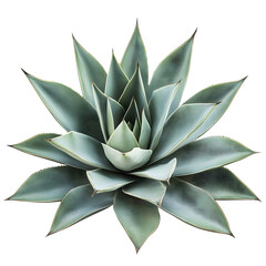 Tropical Agave bush plant isolated on transparent background Generative Ai.

