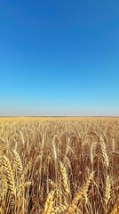 A vast field of golden wheat under a clear, bright blue sky. The horizon is a flat line, separating the golden crops from the clear sky. The wheat is tall and dense, with spikes full of kernels, swayi