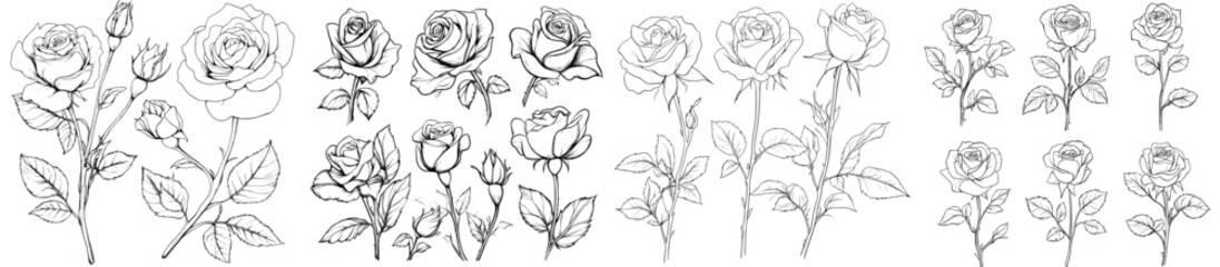 Sticker - An illustration of a garden rose with leaves. It's a line drawing with a hand drawn sketch. Modern illustration of a set of flowers.