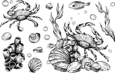 Wall Mural - Underwater world clipart with sea animals crab, shells, coral and algae. Graphic illustration hand drawn in black ink. Set of isolated objects EPS vector.