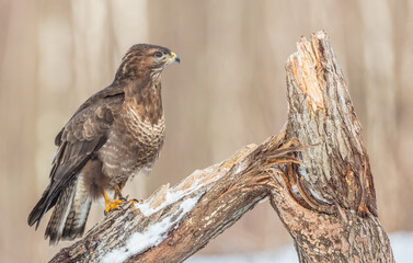 Common Buzzard in winter at a wet forest