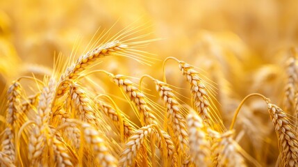 Wall Mural - Golden wheat waves in a summer field, bathed in sunshine. The close-up shows the delicate spikelets of the grain.