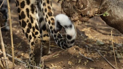 Wall Mural -  a leopard tail close-up