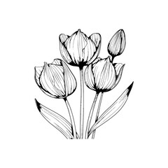 Black and white tulip flower line drawing. Vector illustration design.