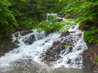 The flow of a mountain river passing through a lush green forest creates a peaceful and picturesque scene in nature