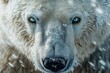 © julija - closeup of polar bears fierce expression icy blue eyes frostcovered fur misty arctic background raw power and survival instinct