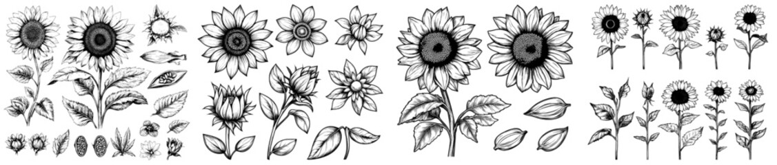 Poster - Sunflower sketches in monochrome. Hand-drawn vintage style leaves, stems, seeds, petals and seeds. Ideal for banner design, landing page.