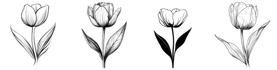 Sticker - The hand drawn decorative tulip is isolated on white. Ink drawing flowers. Realistic, to design cards, posters, postcards, logos, etc.