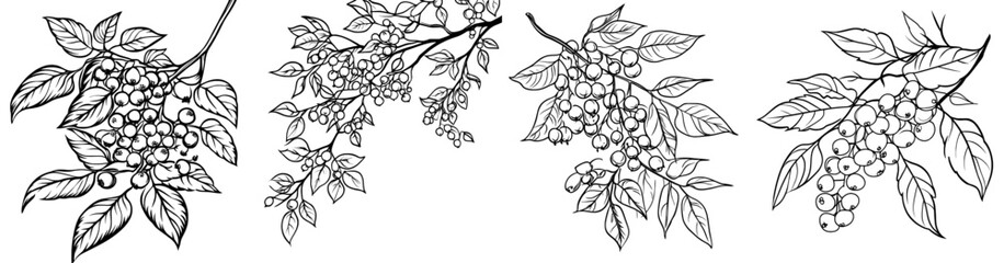 Branches with berries and leaves of a black chokeberry in modern botanical illustration.