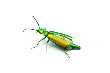 Metallic green blister beetle spreading its wings on white background