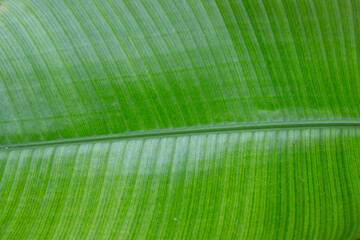 Green leaf with parallel veins forming a natural pattern background