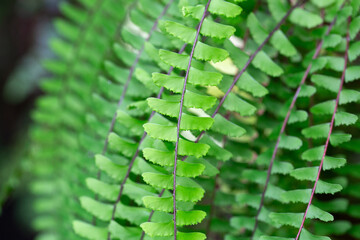 Wall Mural - Green fern leaves growing in summer creating a natural background